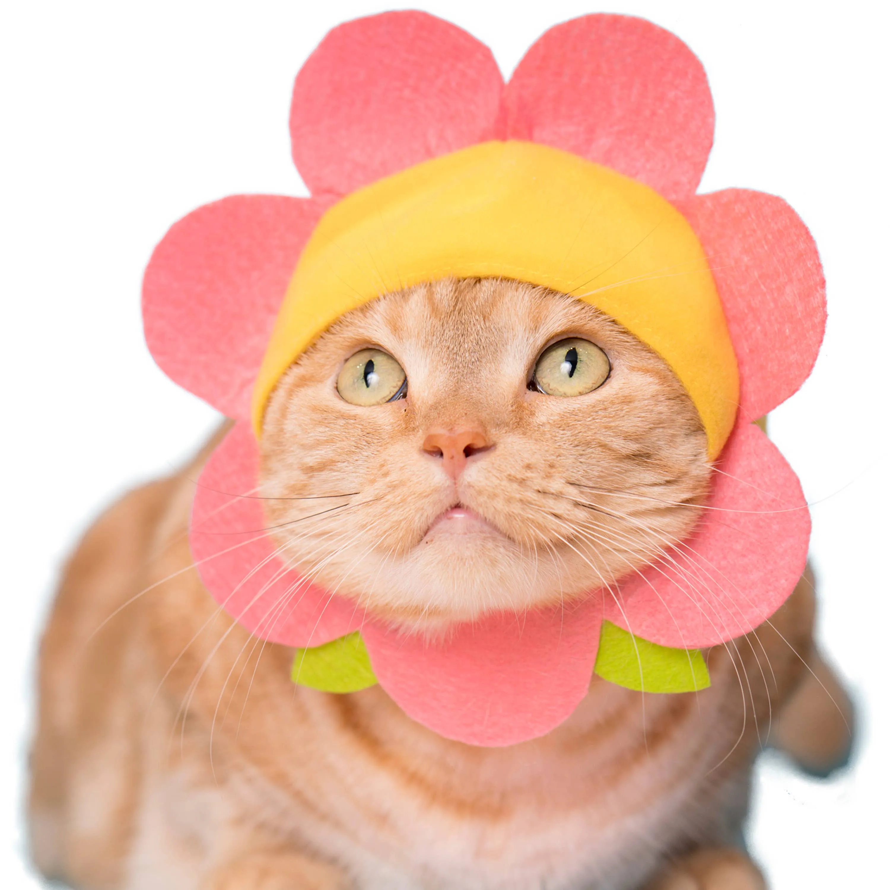 Flower Cap for Cats (Surprise Box)