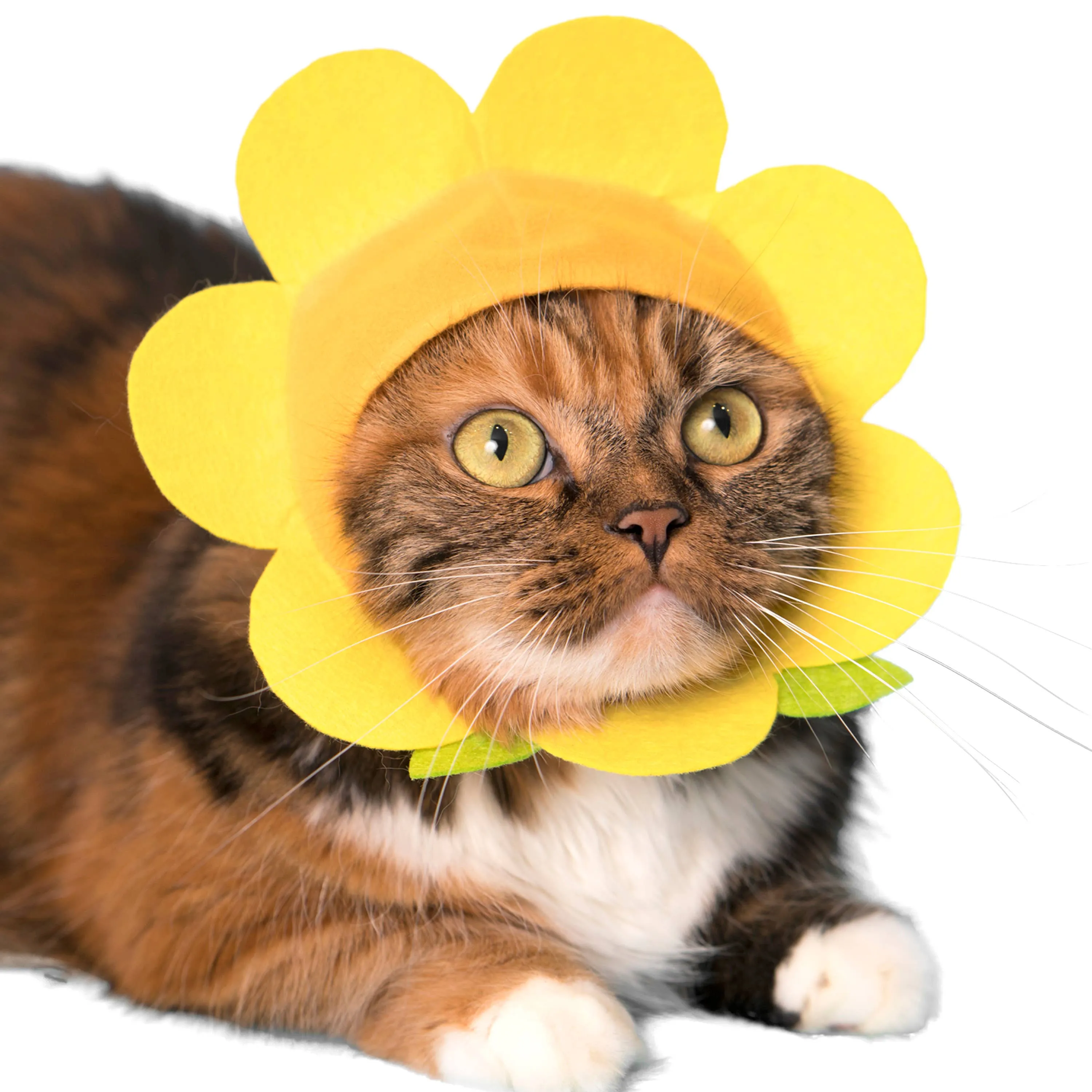Flower Cap for Cats (Surprise Box)